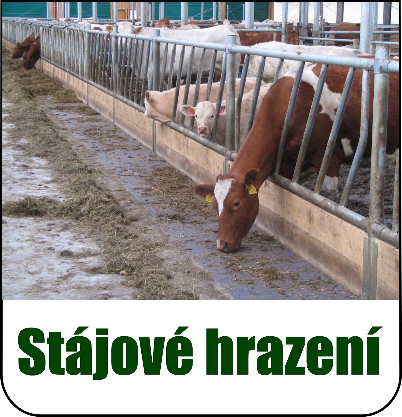 Stájové hrazení pro skot